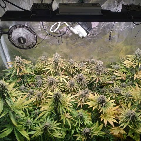 Bubblegummer growlog timeline photo