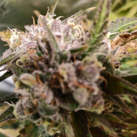 Bubblegummer growlog timeline photo