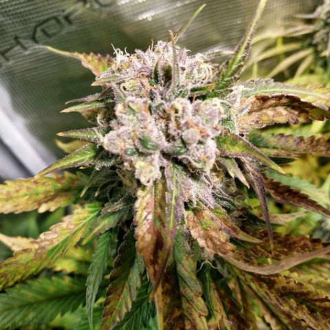 Bubblegummer growlog timeline photo