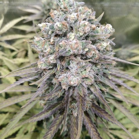 Bubblegummer growlog timeline photo