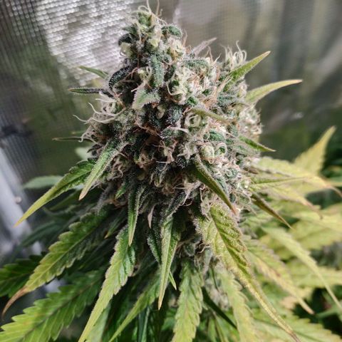 Bubblegummer growlog timeline photo