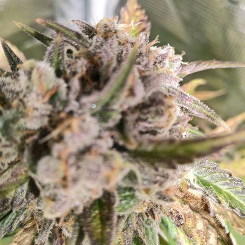 Bubblegummer growlog timeline photo