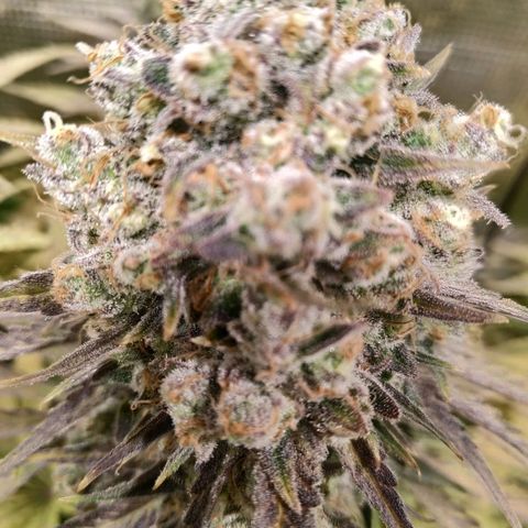 Bubblegummer growlog timeline photo
