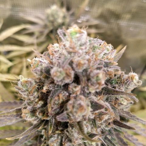 Bubblegummer growlog timeline photo