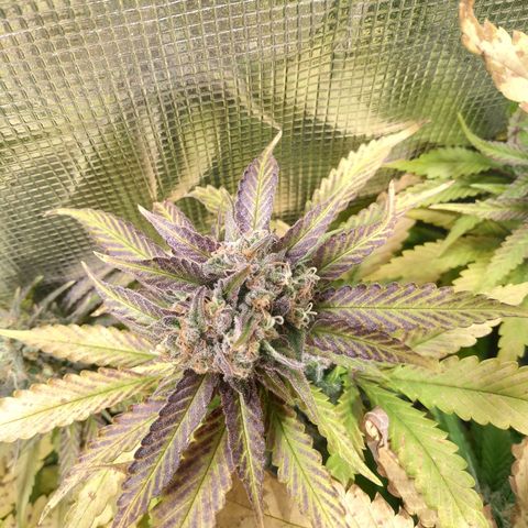 Bubblegummer growlog timeline photo