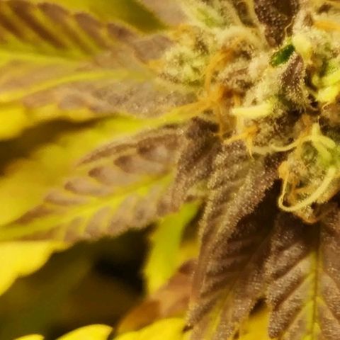 Bubblegummer growlog timeline photo
