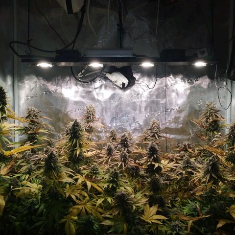 Bubblegummer growlog timeline photo