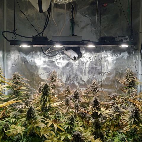 Bubblegummer growlog timeline photo