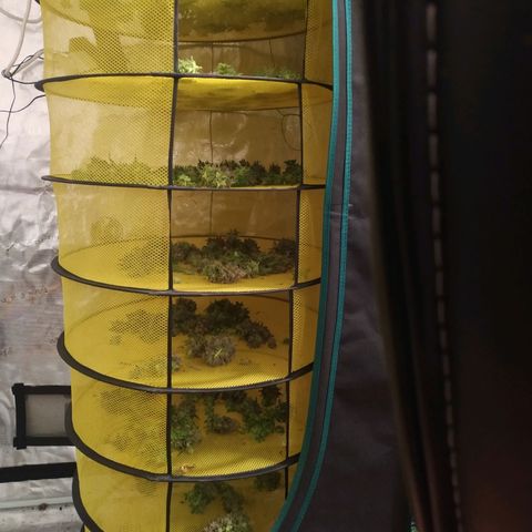 Bubblegummer growlog timeline photo