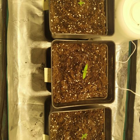 Kritikal Bilbo growlog timeline photo