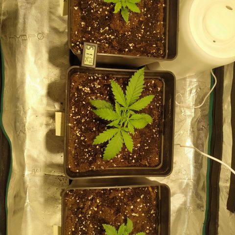Kritikal Bilbo growlog timeline photo