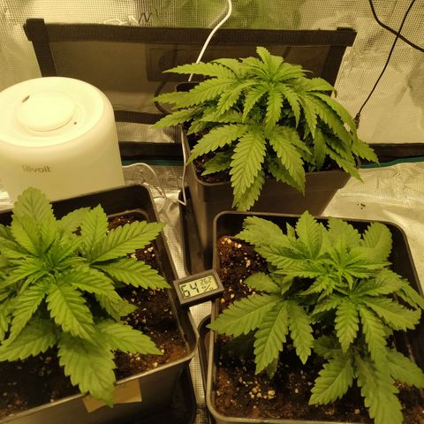 Kritikal Bilbo growlog timeline photo