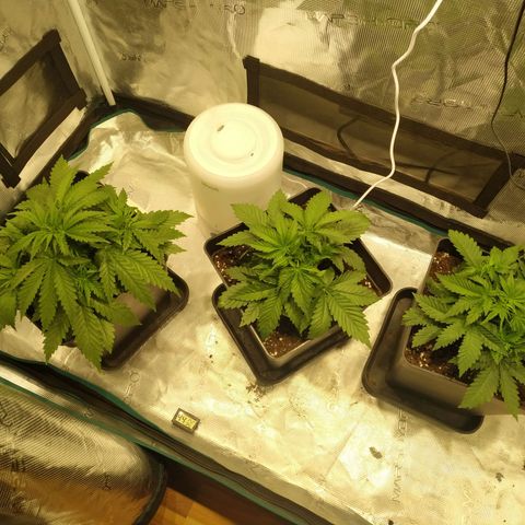 Kritikal Bilbo growlog timeline photo