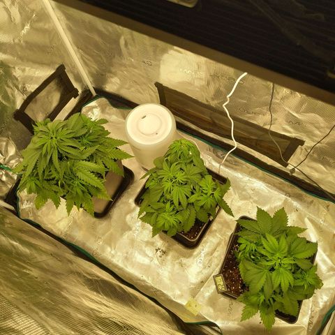 Kritikal Bilbo growlog timeline photo
