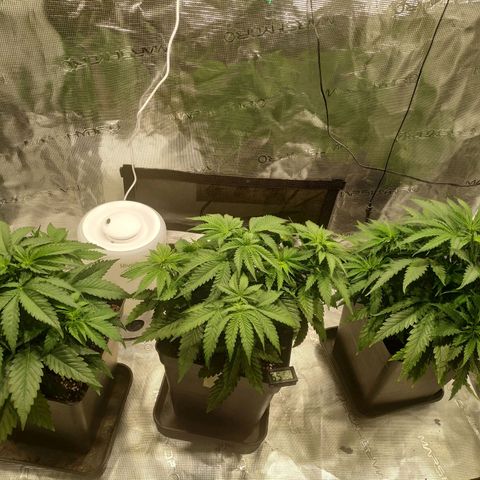 Kritikal Bilbo growlog timeline photo