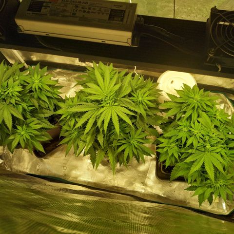 Kritikal Bilbo growlog timeline photo