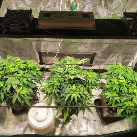 Kritikal Bilbo growlog timeline photo