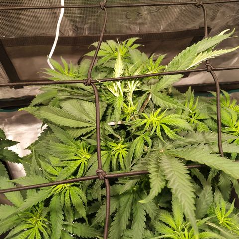 Kritikal Bilbo growlog timeline photo