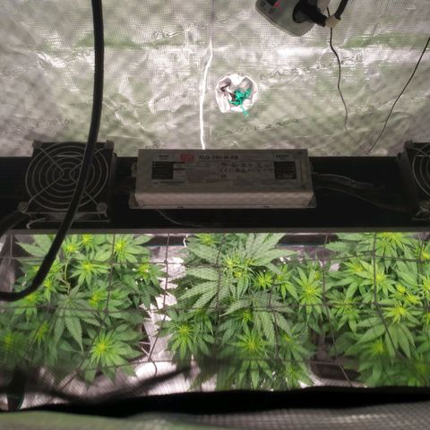 Kritikal Bilbo growlog timeline photo
