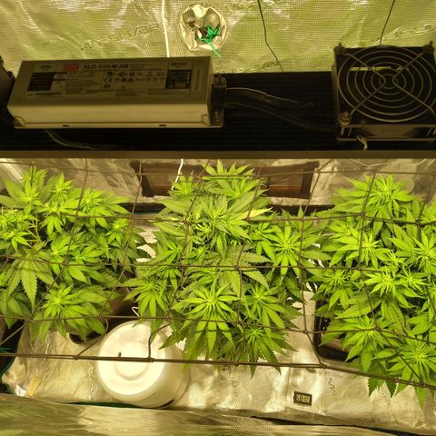 Kritikal Bilbo growlog timeline photo