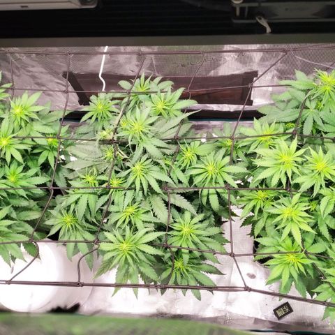 Kritikal Bilbo growlog timeline photo