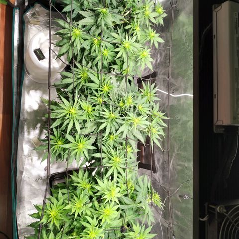Kritikal Bilbo growlog timeline photo