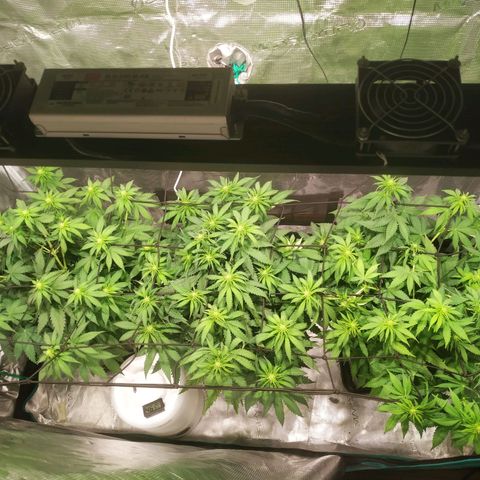 Kritikal Bilbo growlog timeline photo