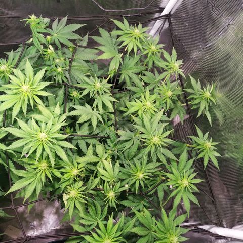 Kritikal Bilbo growlog timeline photo