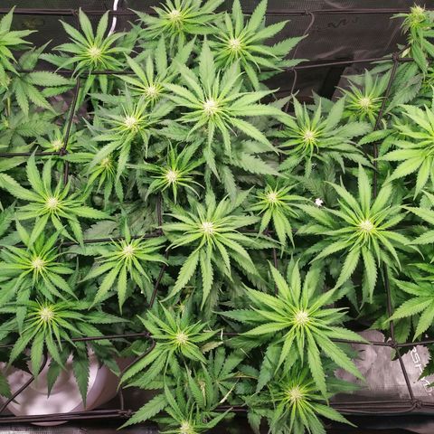Kritikal Bilbo growlog timeline photo