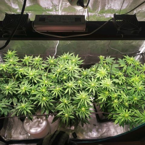 Kritikal Bilbo growlog timeline photo