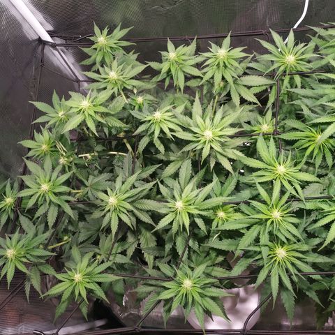 Kritikal Bilbo growlog timeline photo