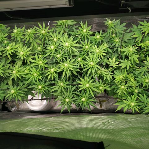 Kritikal Bilbo growlog timeline photo