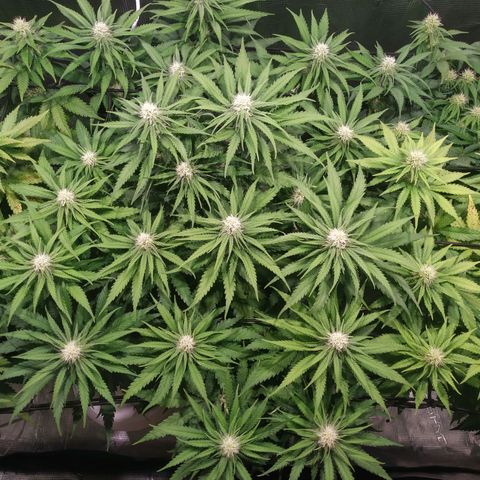 Kritikal Bilbo growlog timeline photo