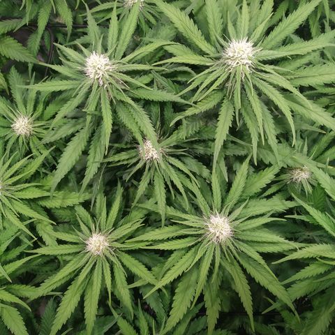 Kritikal Bilbo growlog timeline photo
