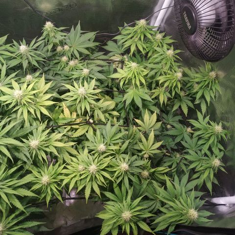 Kritikal Bilbo growlog timeline photo