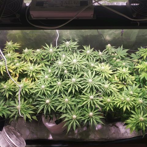Kritikal Bilbo growlog timeline photo