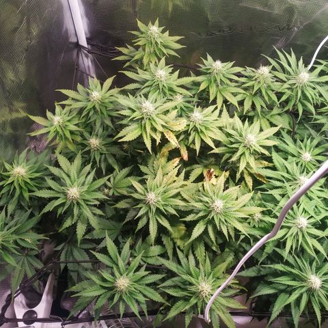 Kritikal Bilbo growlog timeline photo