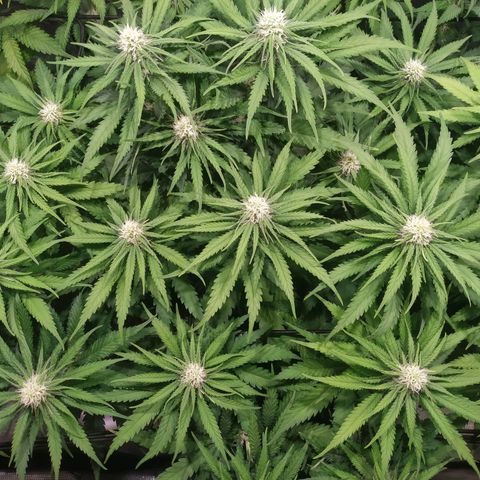 Kritikal Bilbo growlog timeline photo