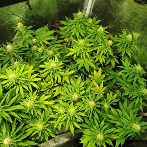 Kritikal Bilbo growlog timeline photo