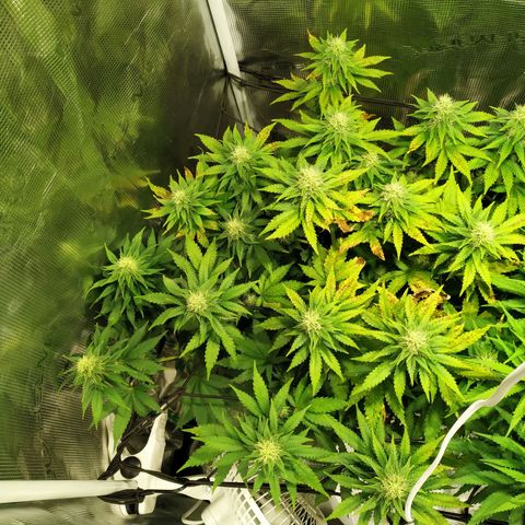 Kritikal Bilbo growlog timeline photo