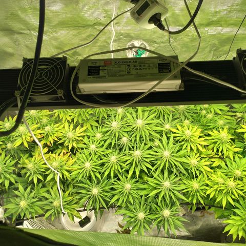 Kritikal Bilbo growlog timeline photo