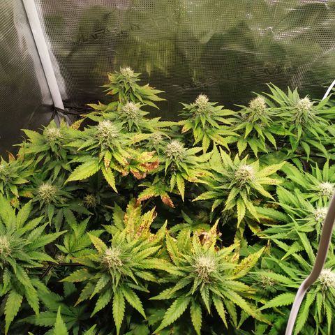 Kritikal Bilbo growlog timeline photo