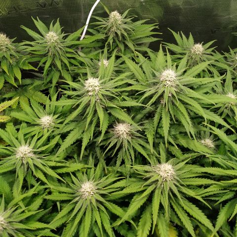 Kritikal Bilbo growlog timeline photo