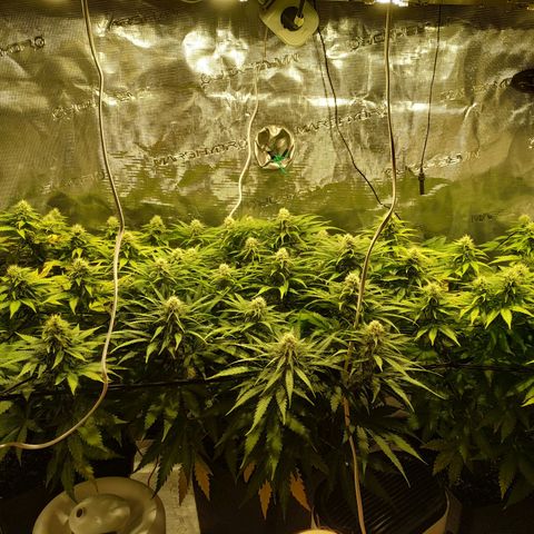 Kritikal Bilbo growlog timeline photo