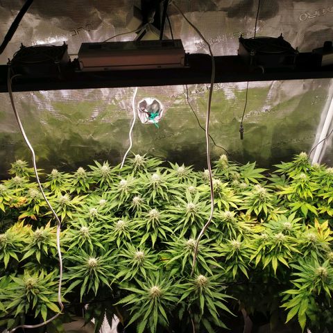 Kritikal Bilbo growlog timeline photo
