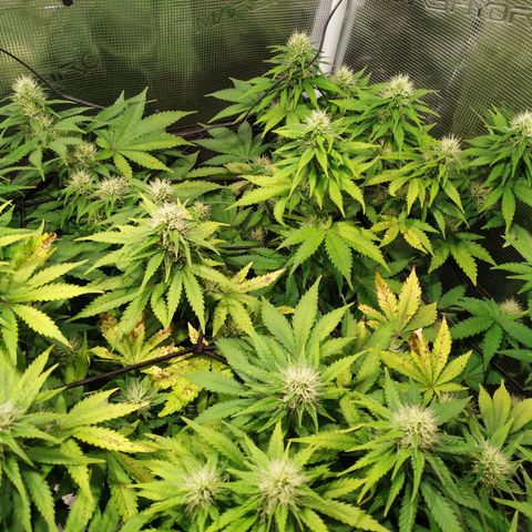 Kritikal Bilbo growlog timeline photo