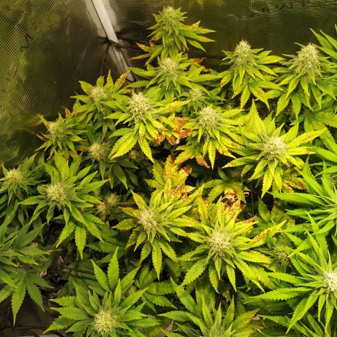 Kritikal Bilbo growlog timeline photo