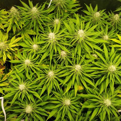 Kritikal Bilbo growlog timeline photo