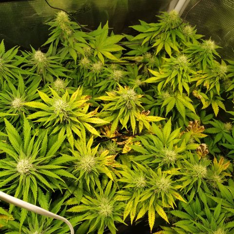 Kritikal Bilbo growlog timeline photo