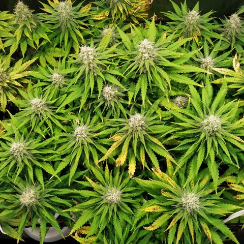 Kritikal Bilbo growlog timeline photo